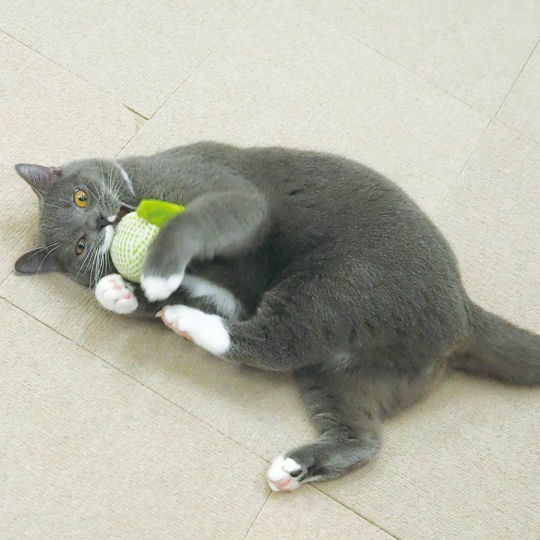 Đồ chơi cho mèo sạch răng hình dưa lưới Cattyman